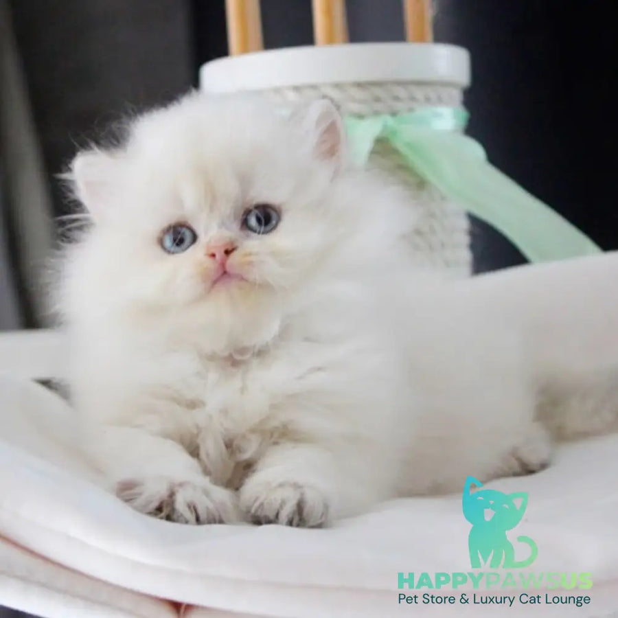 Oskar British Longhair male blue golden shaded - live animals