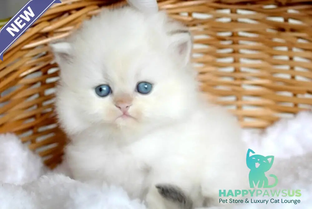 Oskar British Longhair male blue pointed - live animals