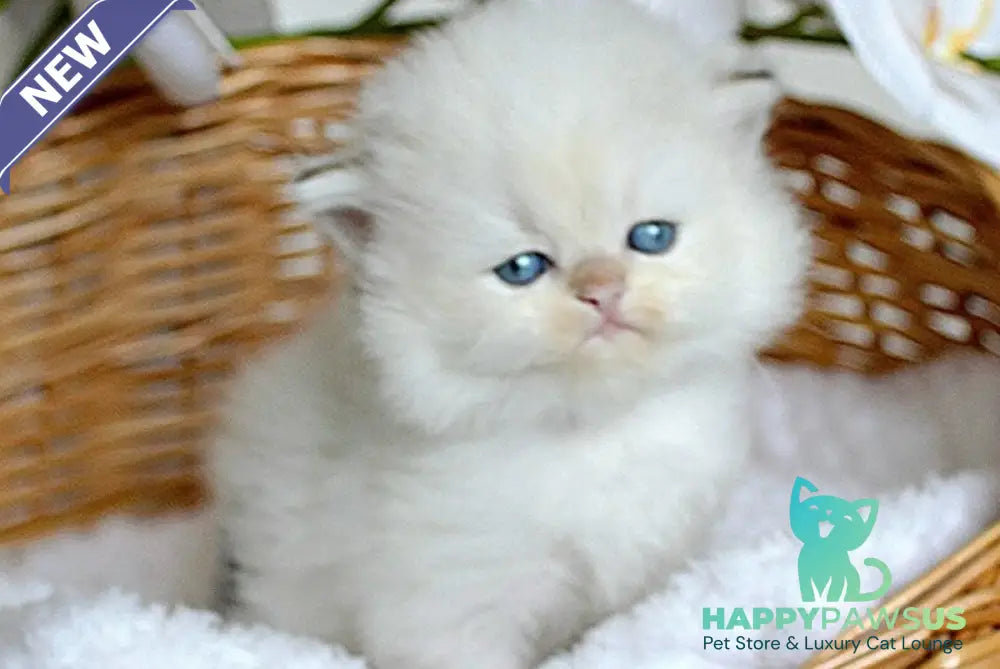 Oskar British Longhair male blue pointed - live animals