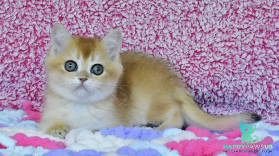 Oskar British Shorthair male black golden chinchilla - live animals