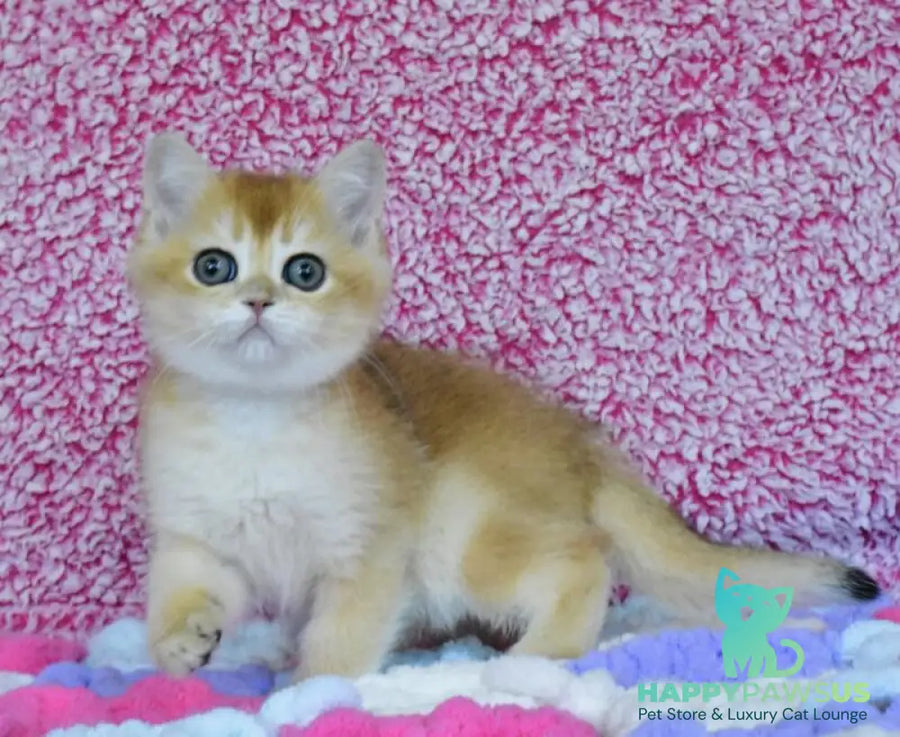 Oskar British Shorthair male black golden chinchilla - live animals