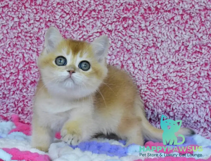 Oskar British Shorthair male black golden chinchilla - live animals