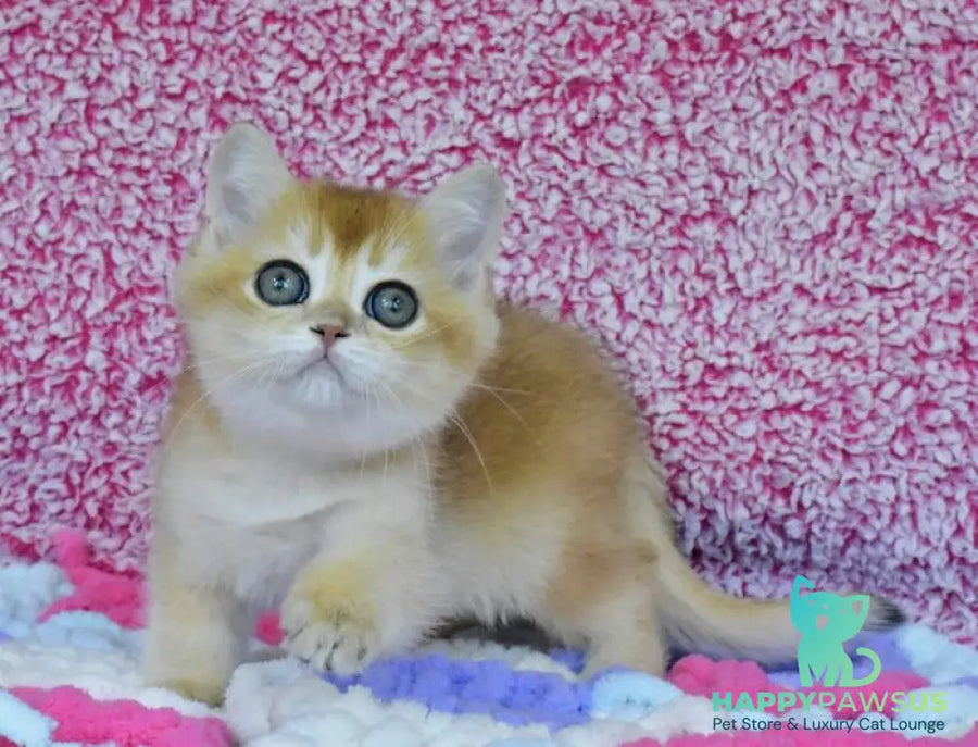 Oskar British Shorthair male black golden chinchilla - live animals