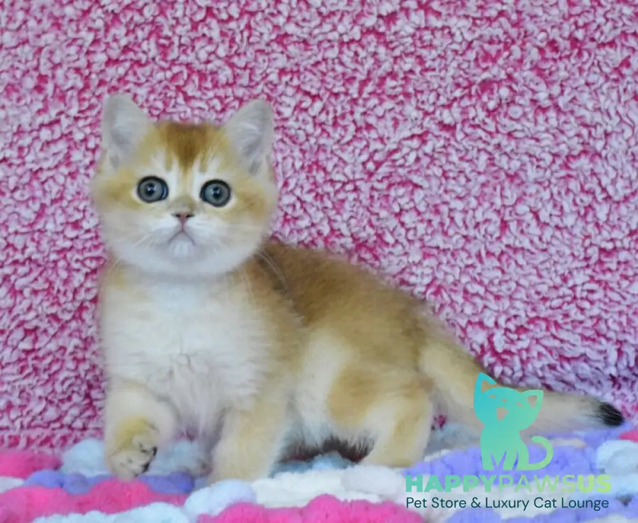 Oskar British Shorthair male black golden chinchilla - live animals