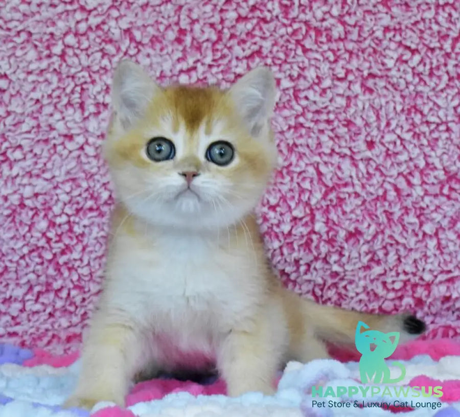 Oskar British Shorthair male black golden chinchilla - live animals