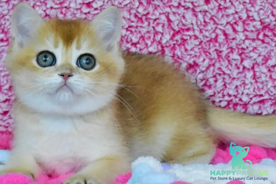 Oskar British Shorthair male black golden chinchilla - live animals