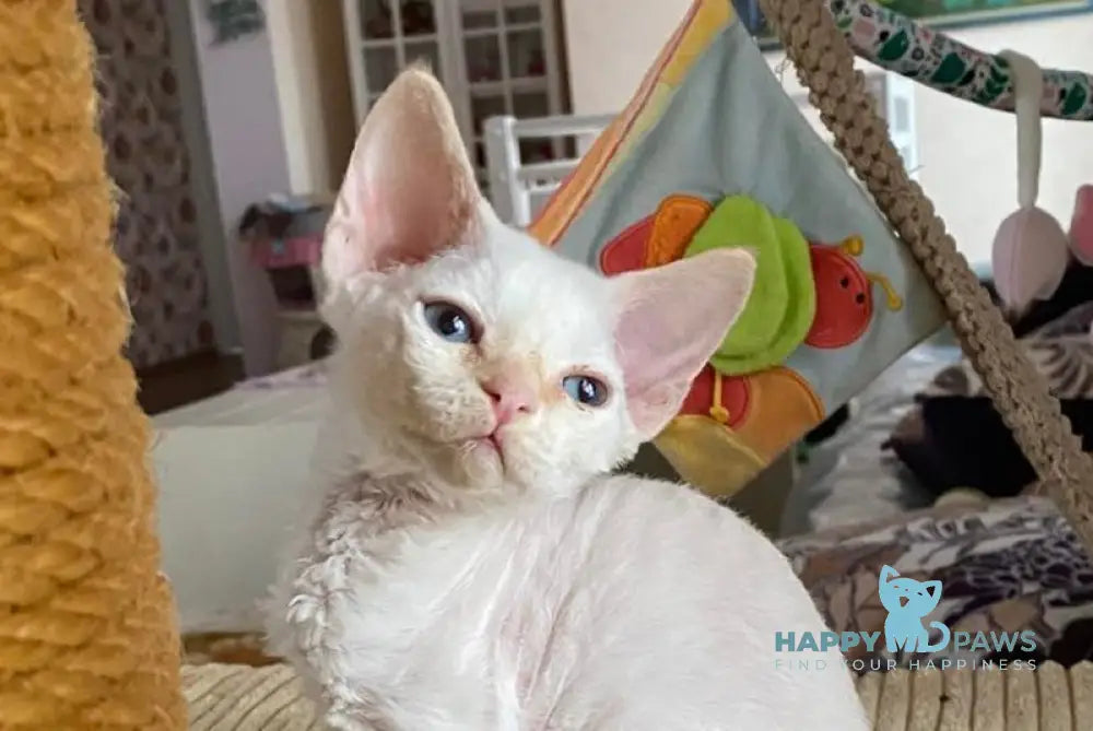 Oskar Devon Rex female cream pointed live animals