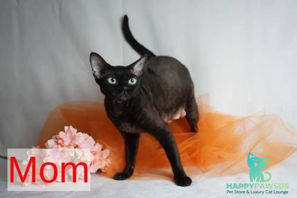 Oskar Devon Rex male cinnamon pointed - live animals