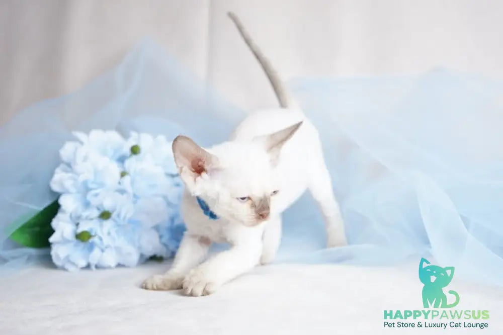 Oskar Devon Rex male cinnamon pointed - live animals
