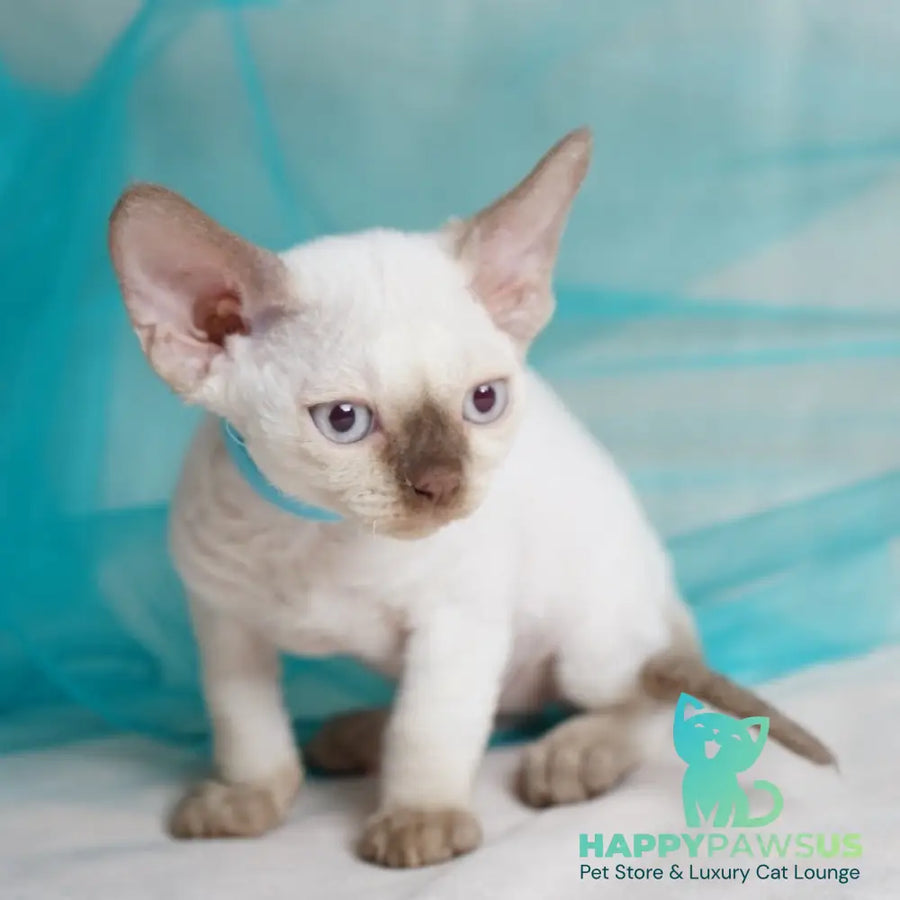 Oskar Devon Rex male cinnamon pointed - live animals