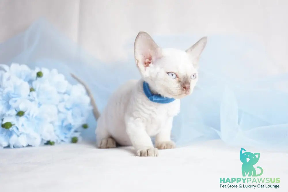 Oskar Devon Rex male cinnamon pointed - live animals