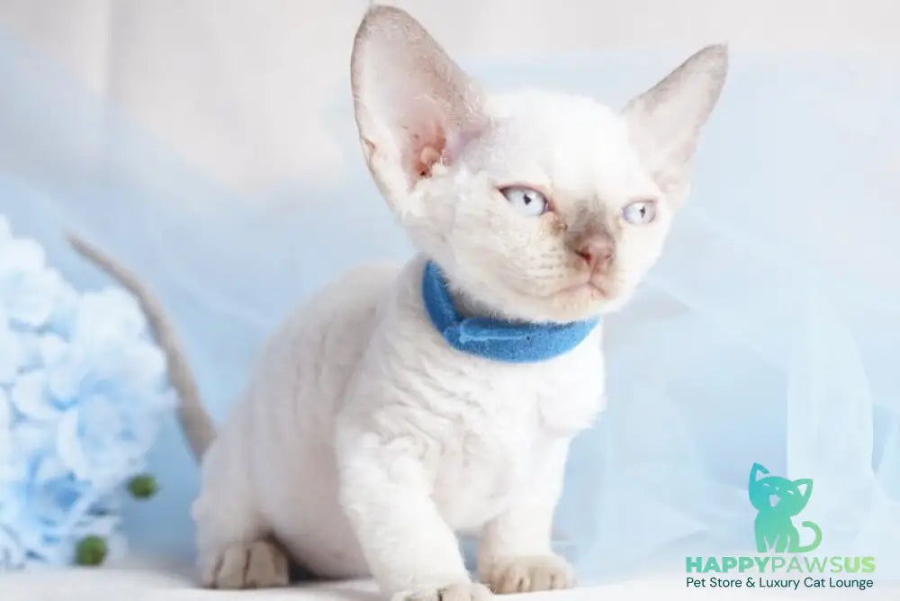 Oskar Devon Rex male cinnamon pointed - live animals