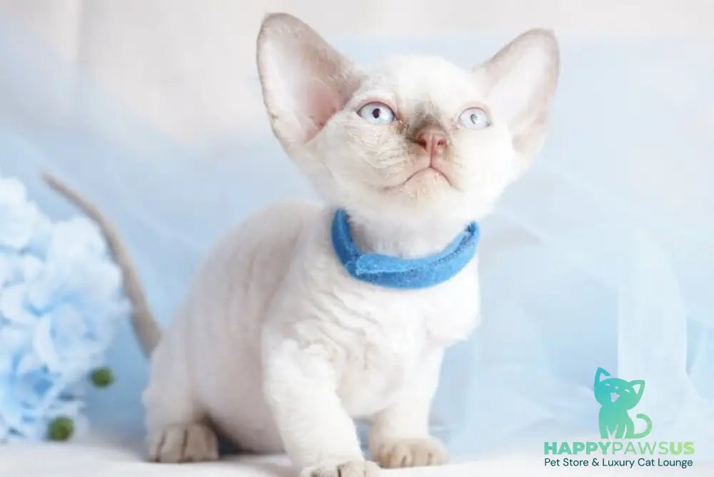 Oskar Devon Rex male cinnamon pointed - live animals