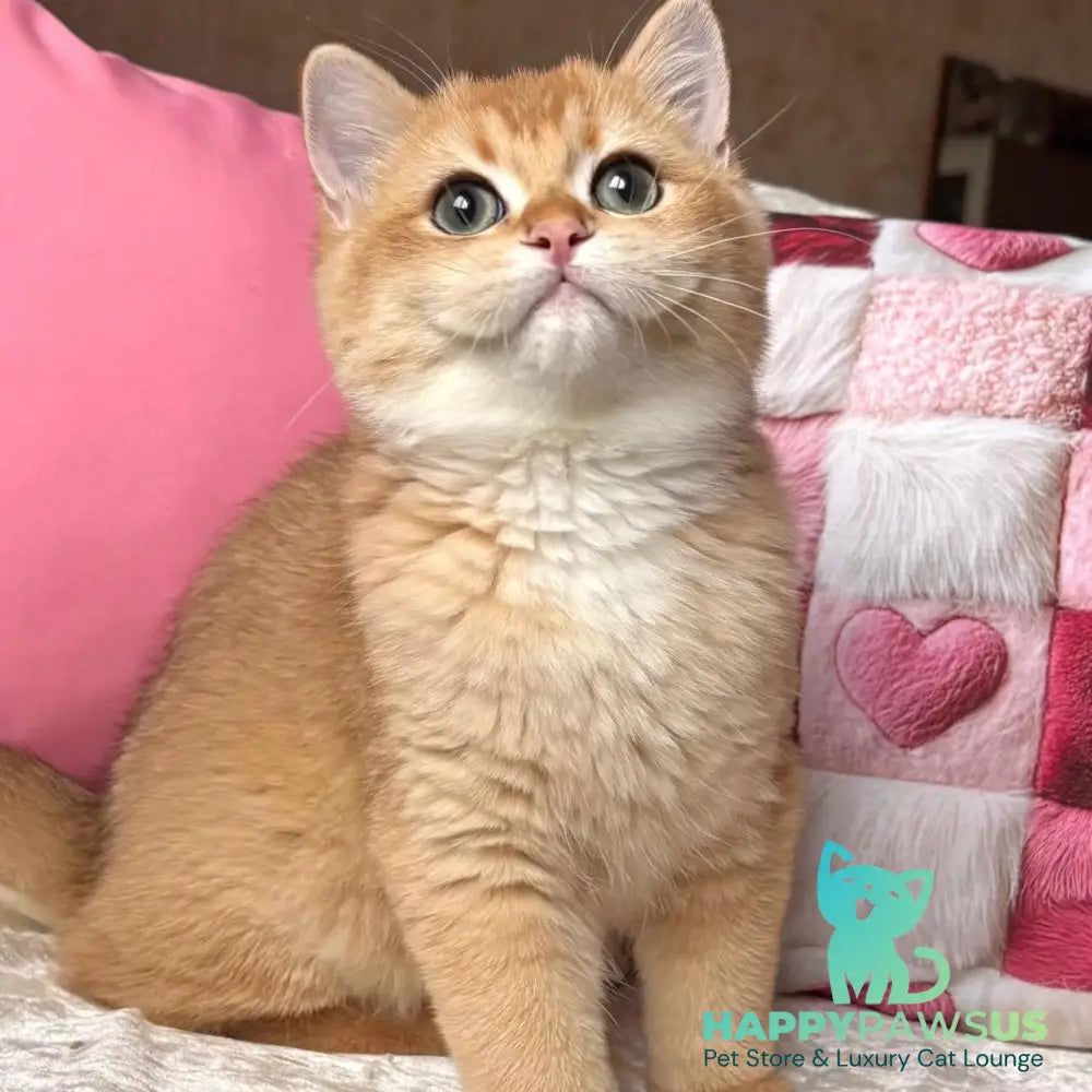 Osman British Shorthair male black golden chinchilla - live animals