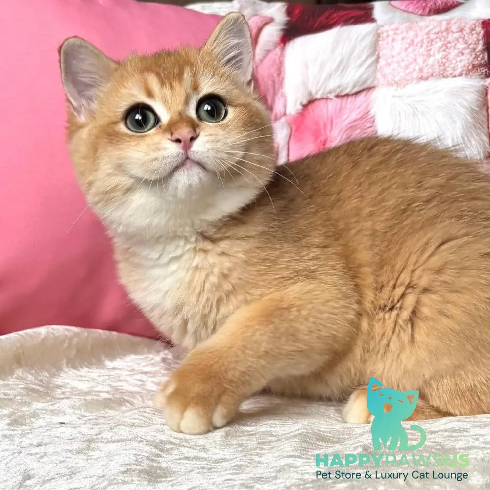 Osman British Shorthair male black golden chinchilla - live animals