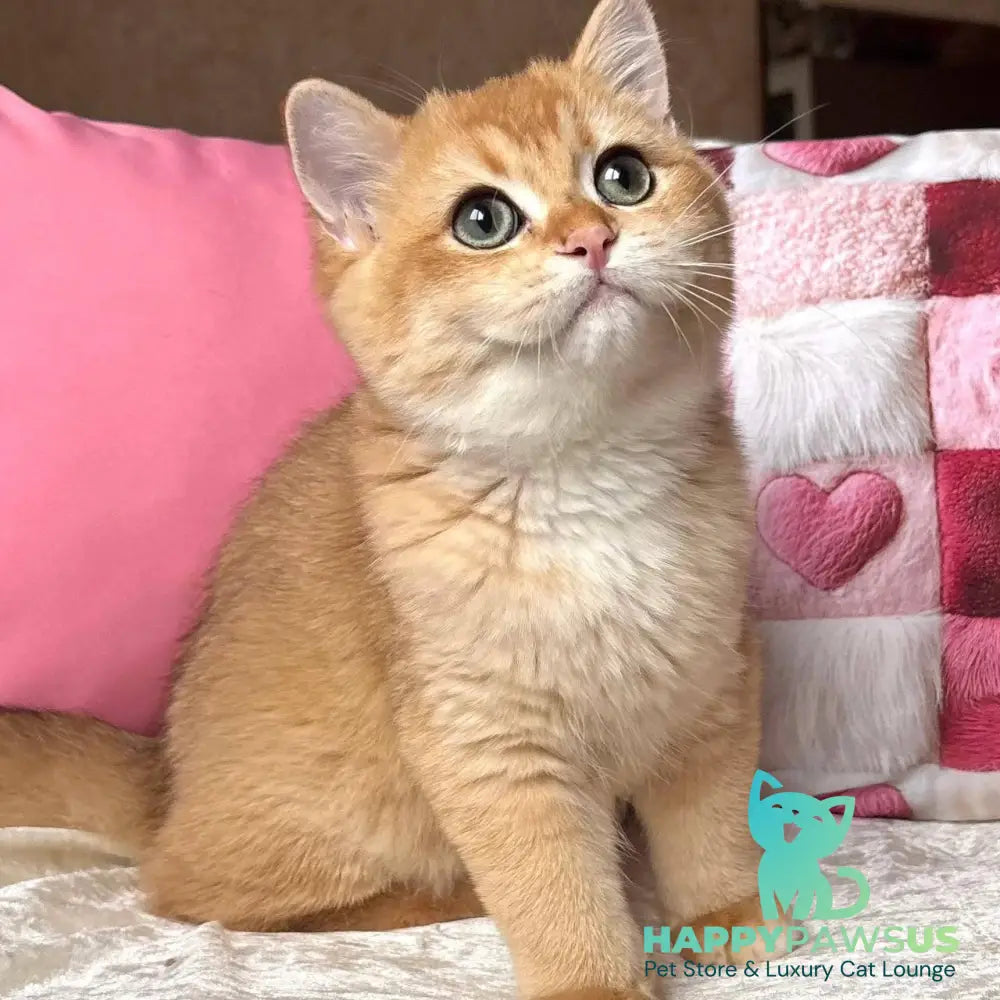 Osman British Shorthair male black golden chinchilla - live animals