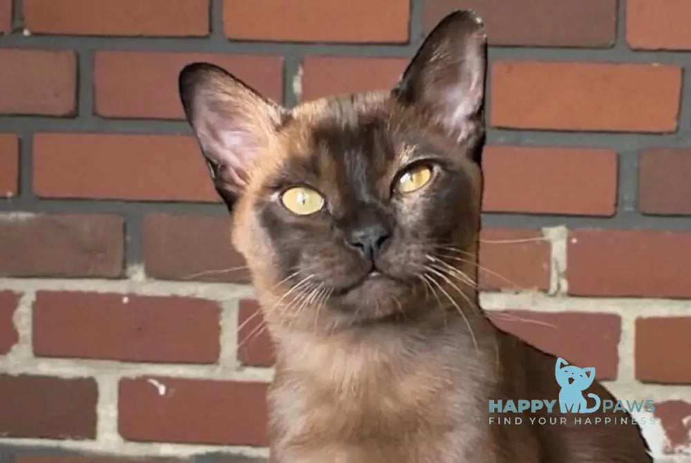 Osman Burmese male black live animals