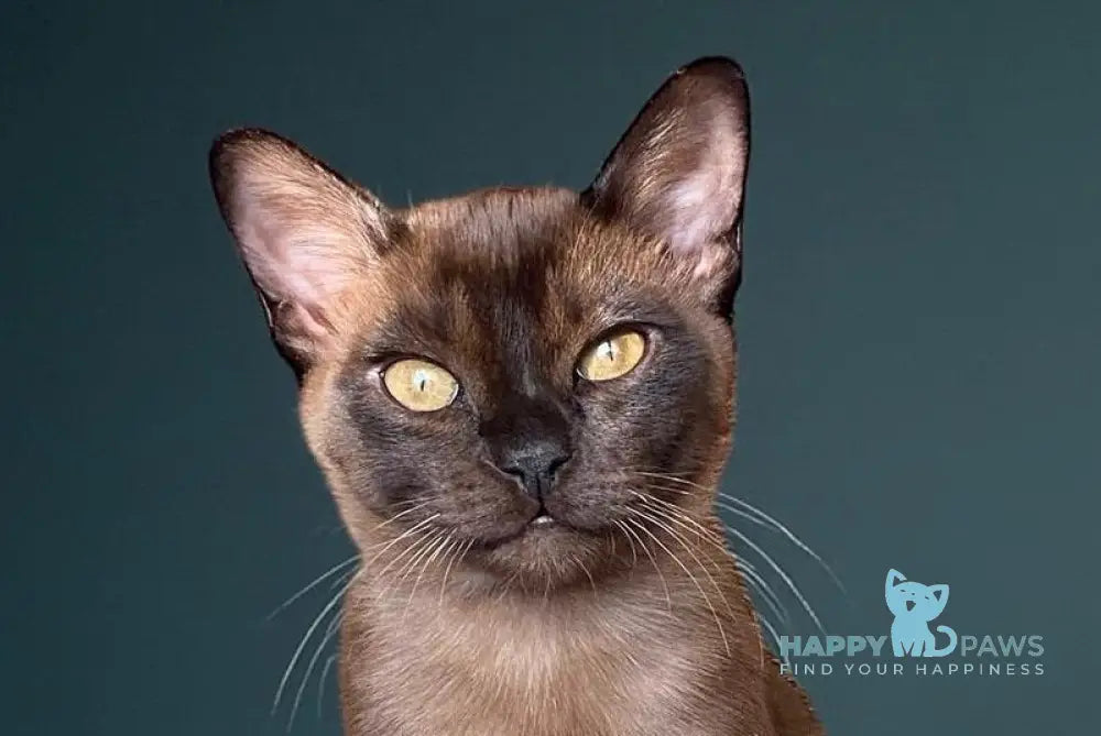 Osman Burmese male black live animals