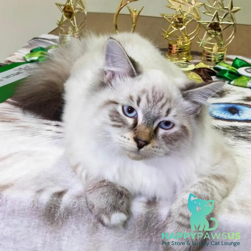 Ostap Siberian male black with white tabby pointed - live animals