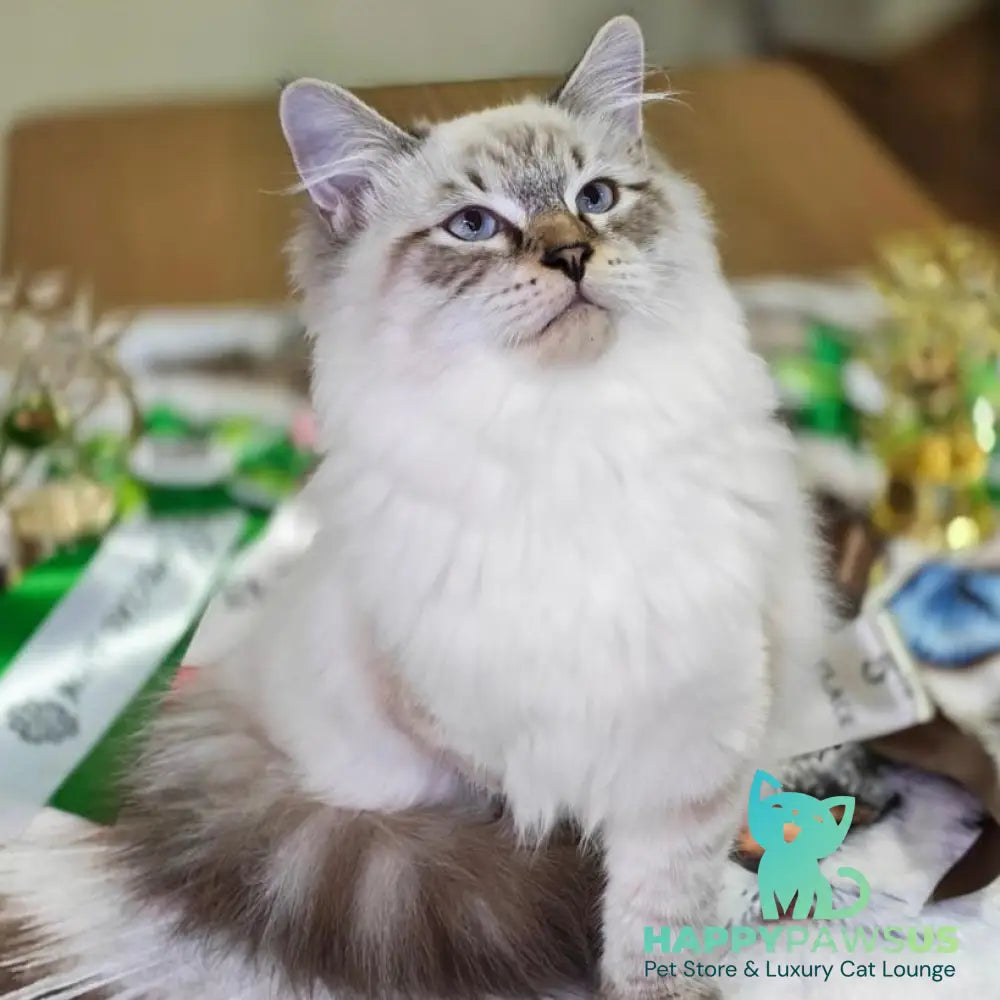 Ostap Siberian male black with white tabby pointed - live animals