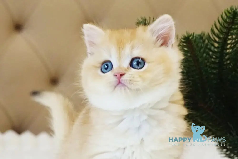 Ostin British Shorthair male black golden chinchilla live animals