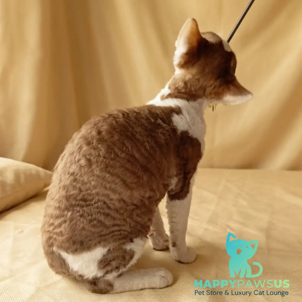 Ostin Devon Rex male cinnamon bicolour - live animals