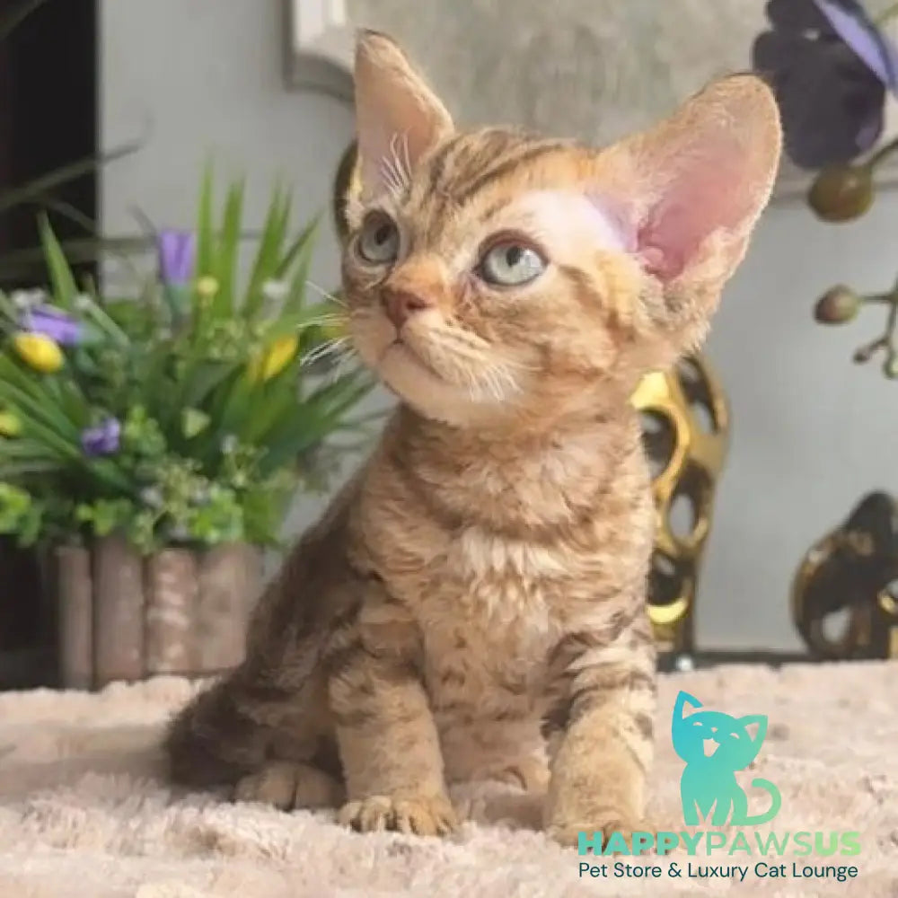 Osvald Devon Rex male black tabby - live animals
