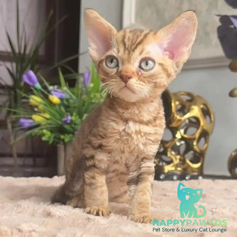 Osvald Devon Rex male black tabby - live animals