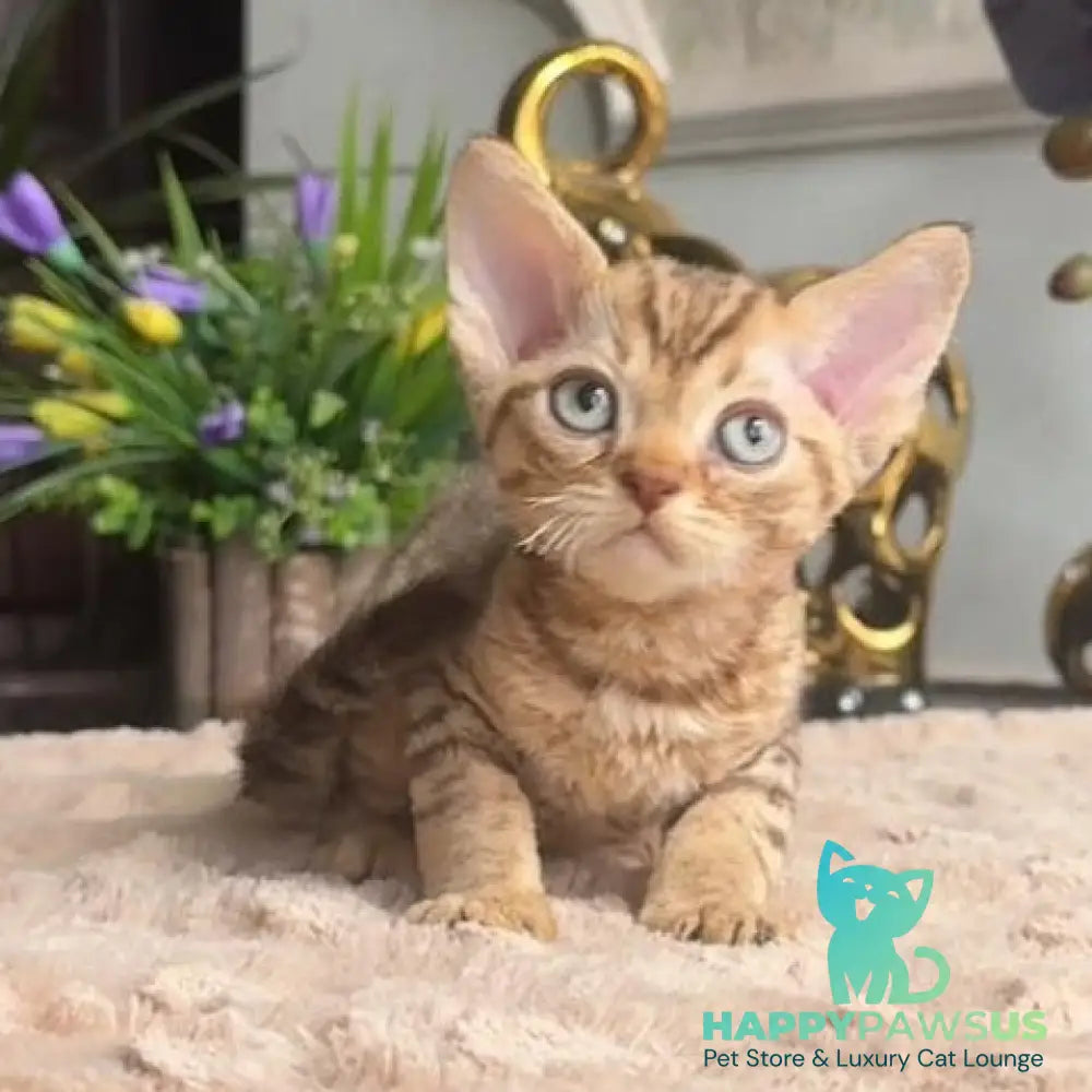Osvald Devon Rex male black tabby - live animals