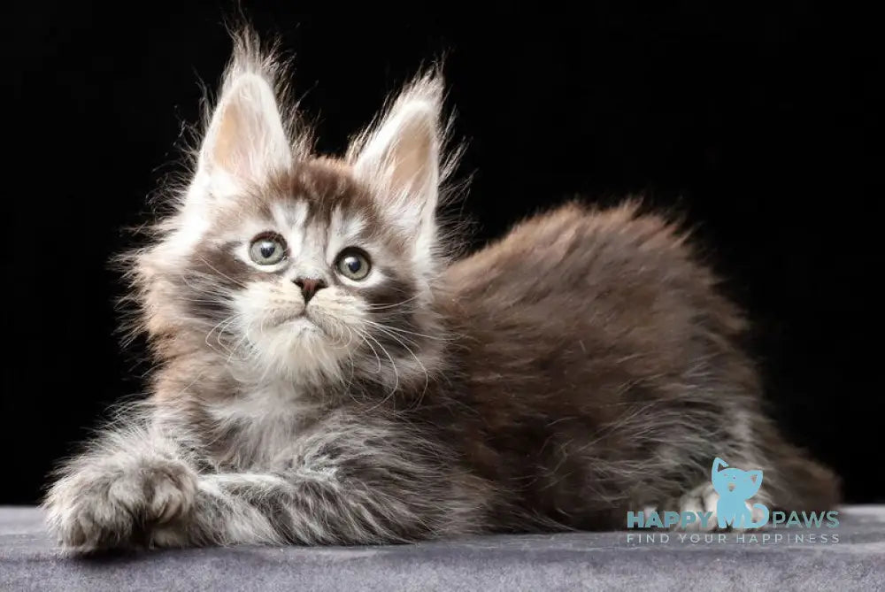 Oswald Maine Coon polydactyl male black silver ticked tabby live animals