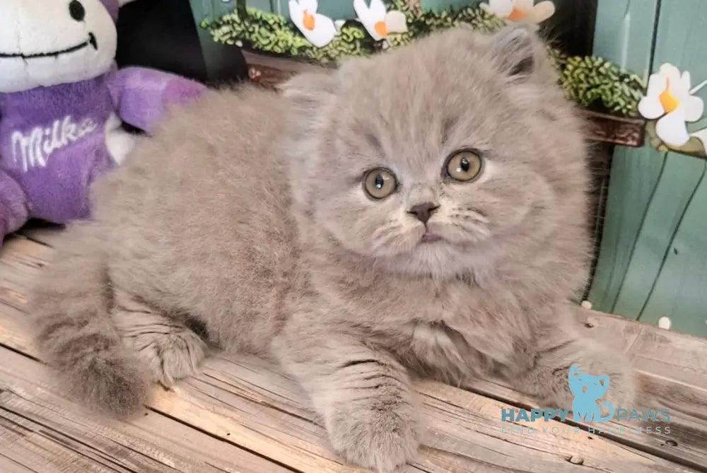 Osya British Longhair female blue live animals