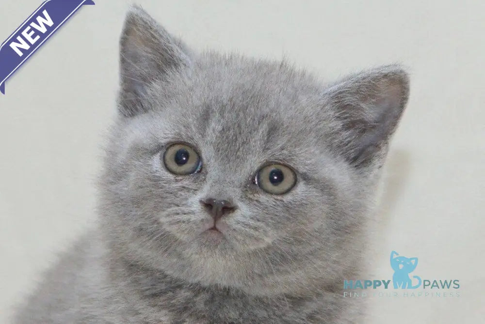 Otello British Shorthair male blue live animals