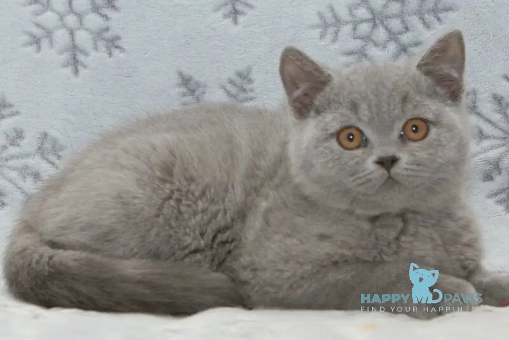 Otello British Shorthair male blue live animals