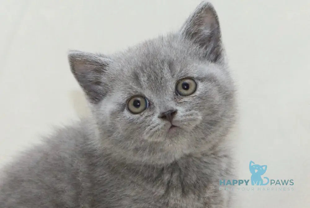 Otello British Shorthair male blue live animals