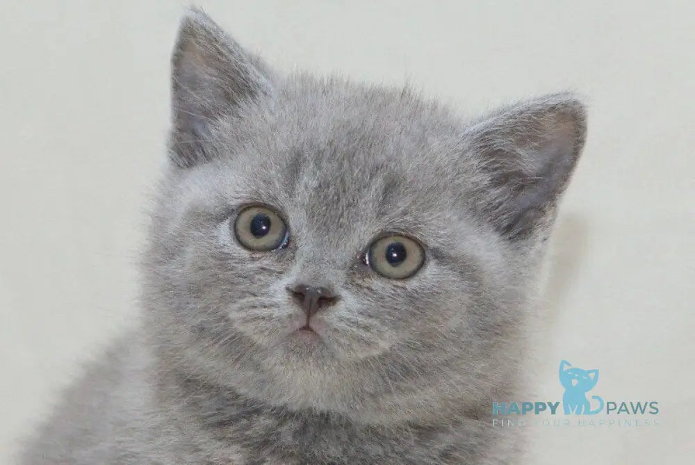 Otello British Shorthair male blue live animals