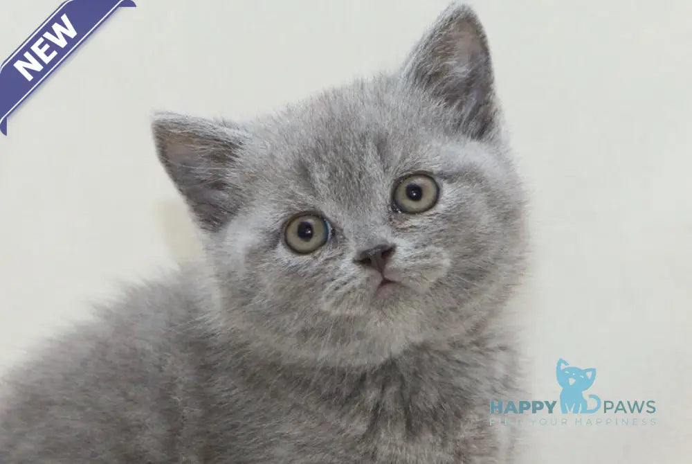 Otello British Shorthair male blue live animals