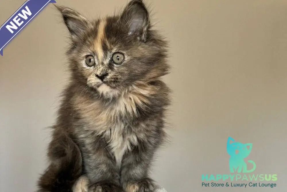 Otome Maine Coon female blue tortie with white - live animals