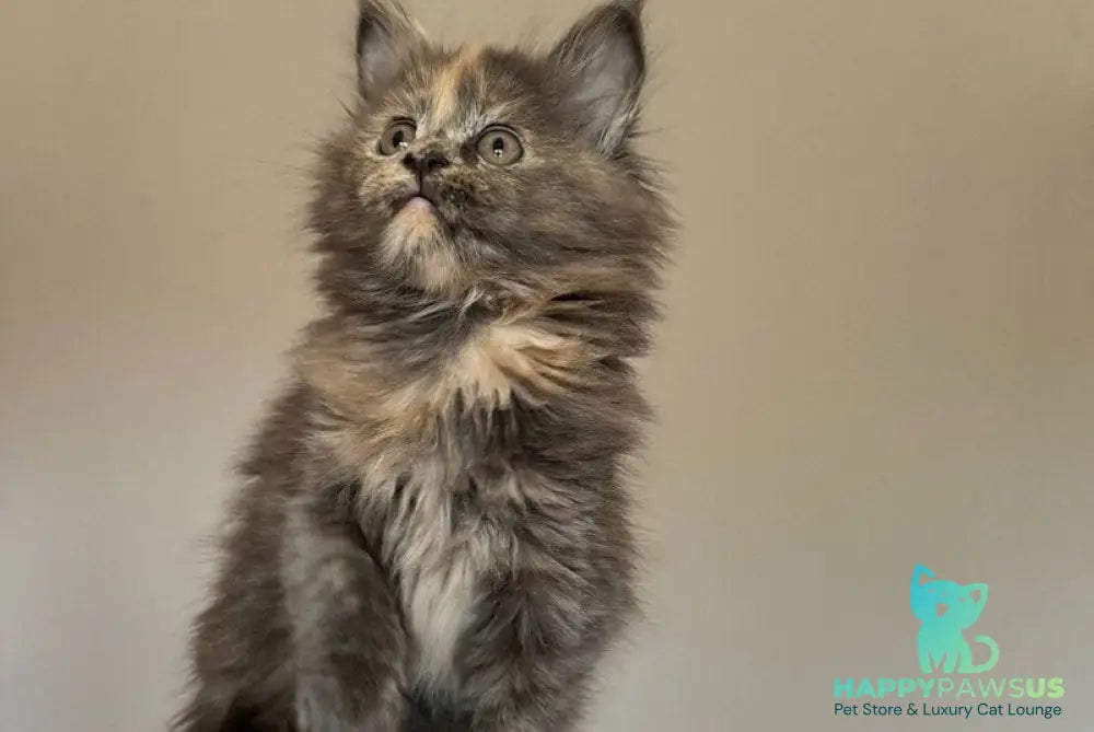 Otome Maine Coon female blue tortie with white - live animals