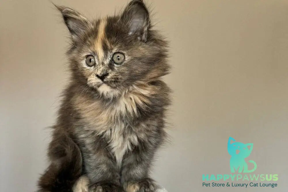 Otome Maine Coon female blue tortie with white - live animals