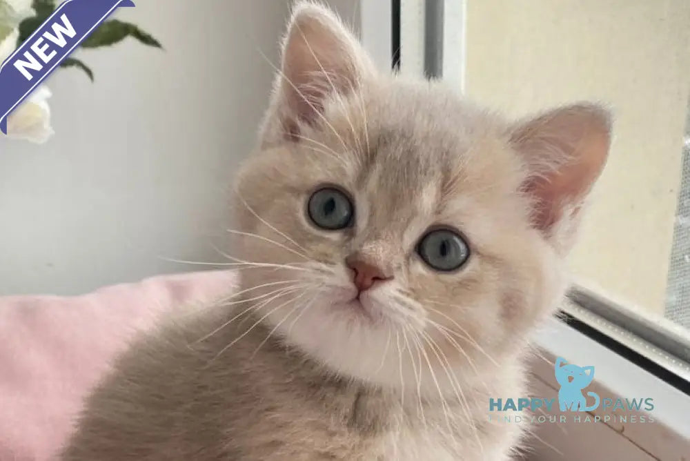 Оttis British Shorthair male lilac golden shaded live animals