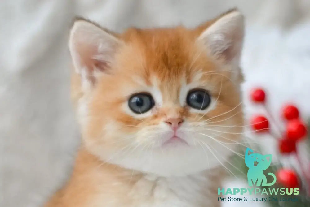Otto British Shorthair male black golden shaded live animals