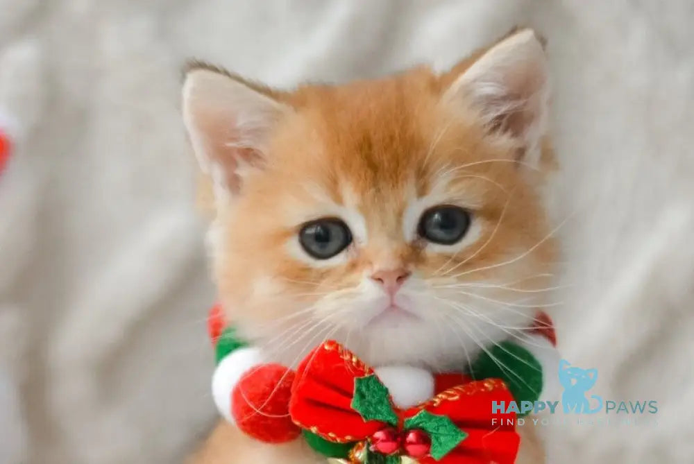 Otto British Shorthair male black golden shaded live animals