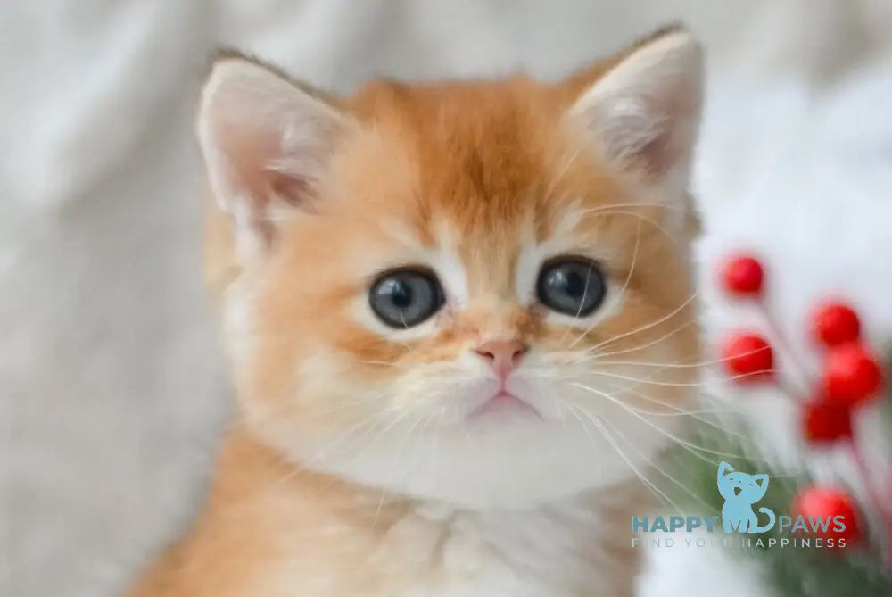 Otto British Shorthair male black golden shaded live animals