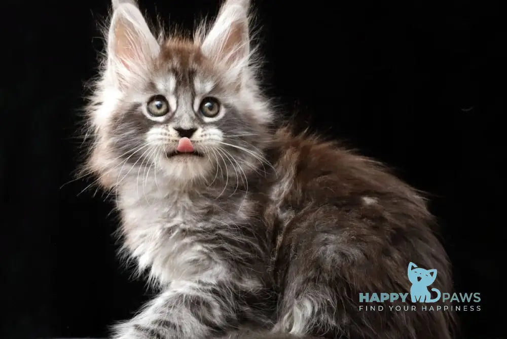 Otto Maine Coon polydactyl male black silver tabby live animals