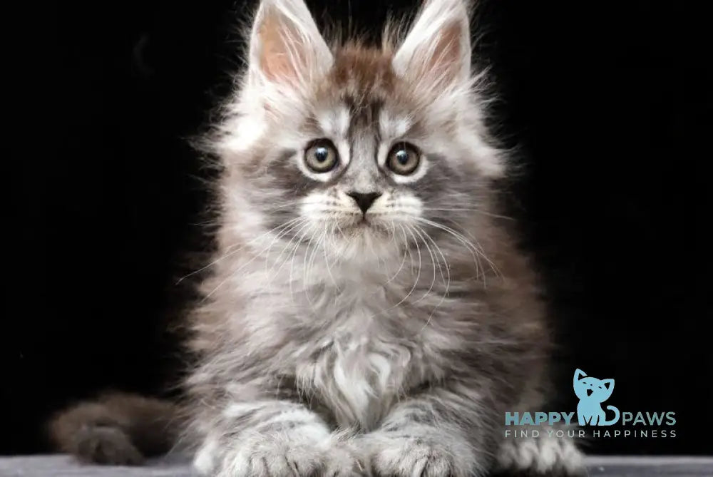 Otto Maine Coon polydactyl male black silver tabby live animals