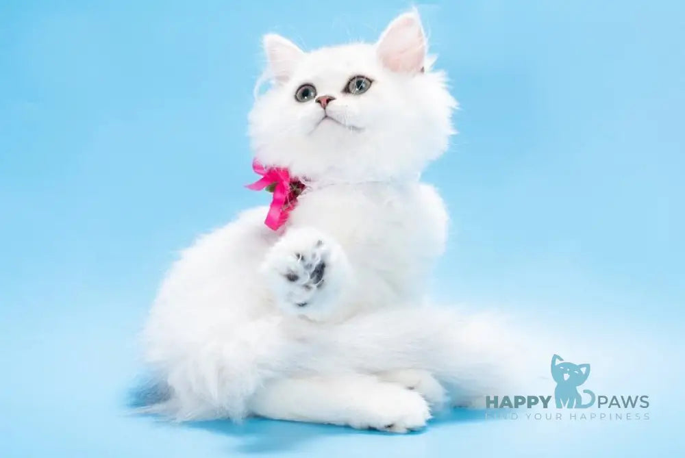 Ouen British Shorthair female black silver shaded live animals