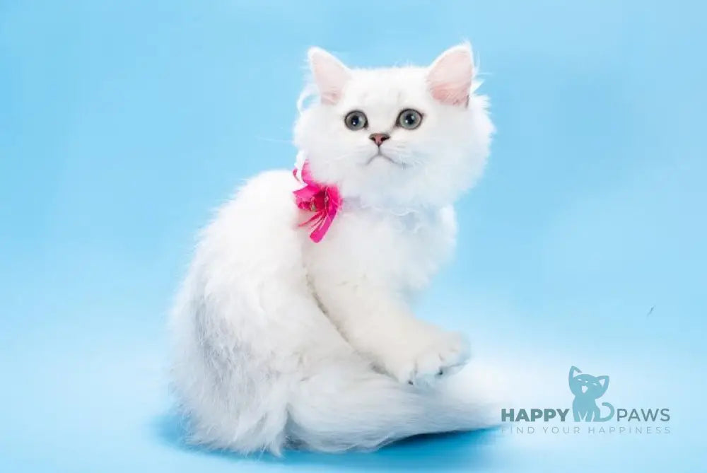 Ouen British Shorthair female black silver shaded live animals