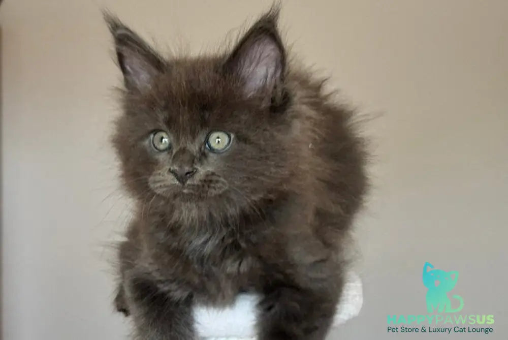 Ousei Maine Coon male blue with white - live animals