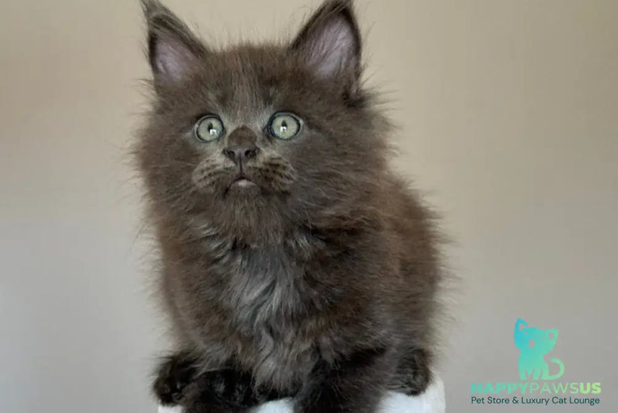 Ousei Maine Coon male blue with white - live animals