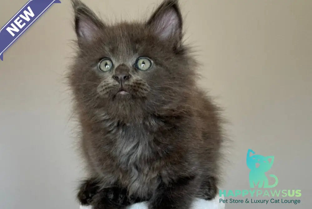 Ousei Maine Coon male blue with white - live animals